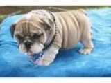 Adorable English bulldogs puppies with Shorts