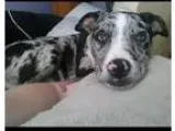 Adopt Quinn a Merle Catahoula Leopard Dog  Mixed dog in Lakevill