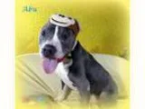 Adopt Abu (Sweet Senior Good with Kids and Dogs) a Pit Bull Terr