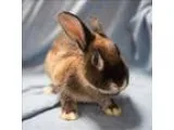 Adopt Beatrice a American
