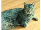 Adopt Waldo a Brown Tabby Domestic Shorthair (short coat) cat in
