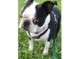 Adopt SOPHIE a Black - with White Boston Terrier  Mixed dog in O