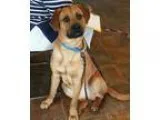 Adopt Gibson a TanYellowFawn Labrador Retriever  Boxer  Mixed do