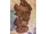 Vizsla Puppy