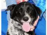 Adopt Nikki a Black - with White Labrador Retriever  Australian 
