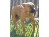 Adopt Tilly - Adopted a Great Dane Labrador Retriever