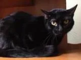 Adopt Mocha a All Black Domestic Shorthair  Mixed cat in Romeovi