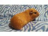 Adopt Luna a Guinea Pig