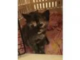 Adopt Iris a Tortoiseshell Domestic Shorthair (short coat) cat i