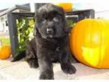 Baby-Bugga-Boo Newfoundland Puppies For Sale .