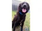 Adopt Loki a Black Border Collie  Mixed dog in Georgetown SC (15