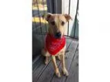 Adopt Zoey a German Shepherd Dog Labrador Retriever