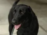 Adopt Mia a Black Labrador Retriever dog in Centennial CO (15504