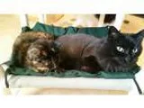 Adopt Edgar a Black (Mostly) Domestic Mediumhair (medium coat) c
