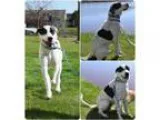 Adopt Perdita a Great Pyrenees Labrador Retriever