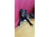 Adopt Wrigley a Labrador Retriever Basset Hound