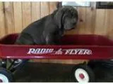 Amazing Neapolitan Mastiff Puppies For Sale .
