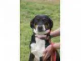 Adopt Julie - ADOPTION PENDING a Shepherd Hound