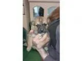 Adopt Aquarius a BrownChocolate - with Black Japanese Chin  Mixe