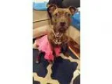 Adopt Pippa - Loves kids and dogs a Plott Hound
