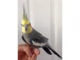 Adopt Haven a Gray Cockatiel bird in Stratford CT (15493214)