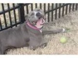 Adopt Ana a American Pit Bull Terrier  Mixed dog in Wichita KS (