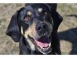 Adopt Jake a Labrador Retriever Hound