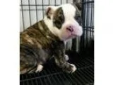 Gorgeous English bulldog puppies for sale
