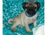 Brave fawn and black pug puppies ready to go now