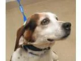 Adopt Pig a White - with Black Blue Heeler  Border Collie dog in
