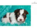 Kylo Ren Rover - Male Biro Yorkie Terrier for sale
