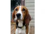 Adopt Maybelle a Tricolor (TanBrown and Black and White) Treeing