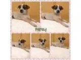 Adopt Fancy a Australian Cattle Dog (Blue Heeler) Boxer