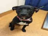 Adopt SHADOW a Labrador Retriever  Vizsla  Mixed dog in Sacramen