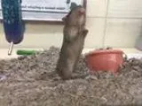 Adopt Winifred a Gerbil Gerbil