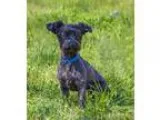 Adopt Princess a Black Poodle (Miniature)  Mixed dog in Lodi CA 