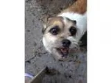 Adopt Jenni a White - with Tan Yellow or Fawn Terrier (Unknown T