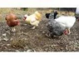 Adopt Voodoo and Vampira a Chicken