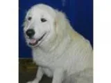 Adopt DONUT a White Great Pyrenees  Mixed dog in Granite Bay CA 