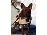 Adopt Rickey a Miniature Pinscher