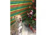 Adopt LELE a Weimaraner Pit Bull Terrier