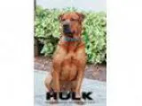 Adopt Hulk a Rottweiler