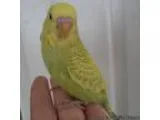 Hand fed parakeets for sale in Trussville Al