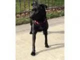 Adopt Erika a Labrador Retriever Shepherd