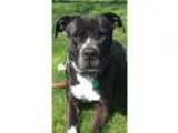 Adopt Oreo a Labrador Retriever Terrier