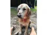 Adopt Gus a BrownChocolate - with Black Hound (Unknown Type)  Go