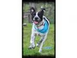 Adopt Cooper a White - with Black Blue Heeler  Mixed dog in Ship