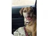 Adopt Fauna a Tortoiseshell Calico (short coat) cat in Orange CA