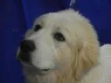 Adopt AVERY a Great Pyrenees