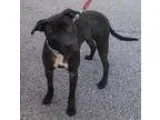 Adopt Emmy a Labrador Retriever